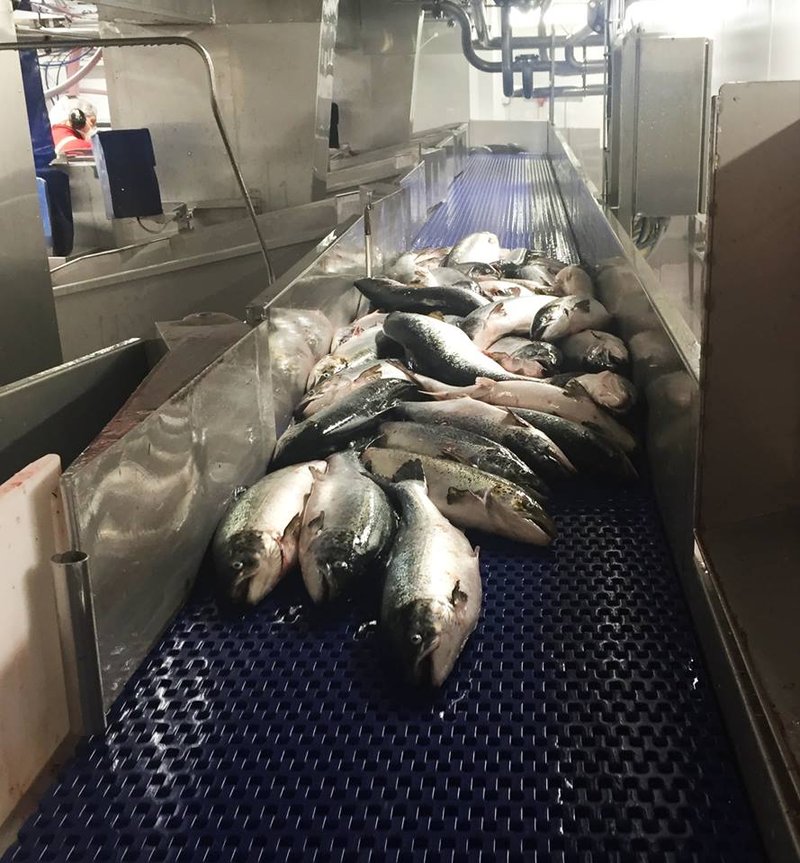 Fish Processing