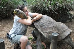 Dippy the tortoise needs forklift to conduct his first health check ...